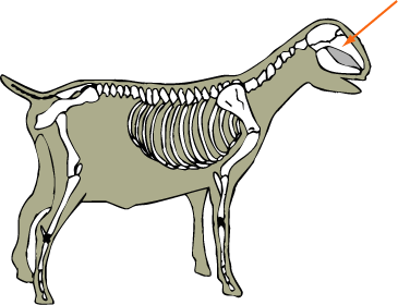 Maxilla