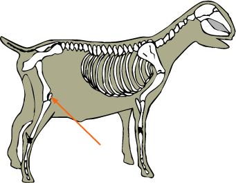 Goat Skeletal Patella
