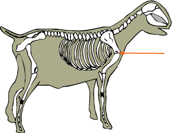 Shoulder Joint