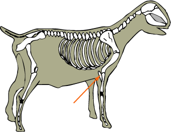 Ulna