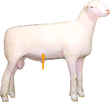 Sheep External Part Belly