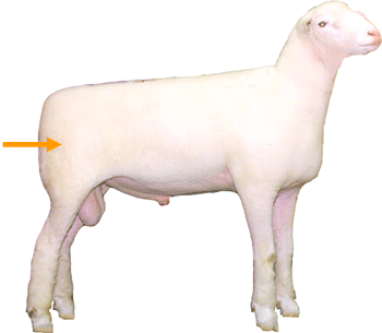 Sheep External part Leg