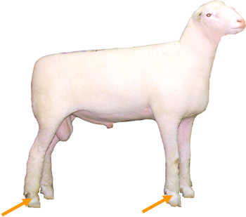 Pastern
