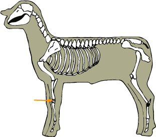 Carpal Bones