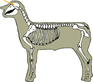 Sheep - Skeletal - Cranium
