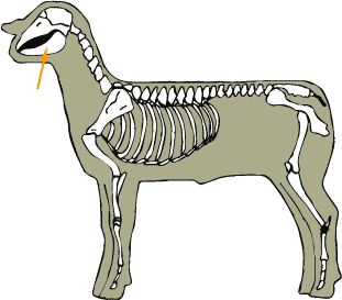 Mandible