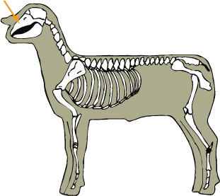 Sheep - Skeletal - Maxilla