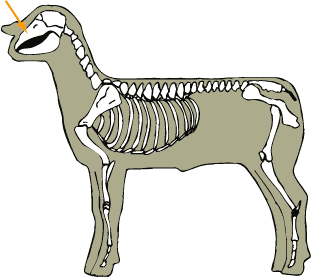Maxilla