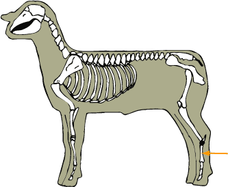 Sheep - Skeletal - Metatarsals