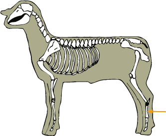 Metatarsals