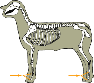 Sheep - Skeletal - Phalanges