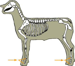 Phalanges
