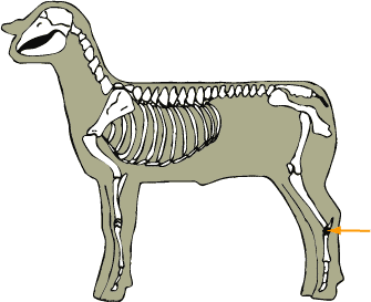 Tarsal Bones