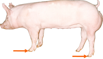 Swine - External Part - Feed (Toes)