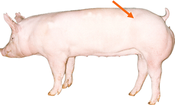 Swine - External part - Hip