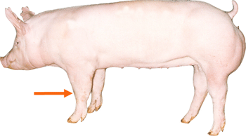 Swine - External Part - Knee