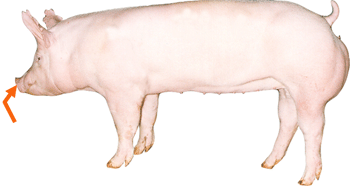 Swine - External Part - Snout