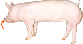 Snout
