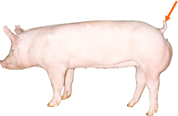 Swine - External Part - Tail
