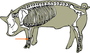 Swine Skeletal - Carpal Joint