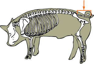 Coccygeal Vertebrae