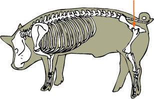 Hip Joint