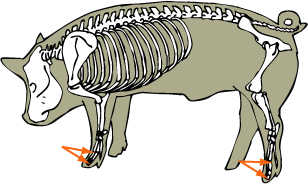 Swine Skeletal Phalanges