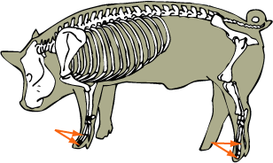 Phalanges