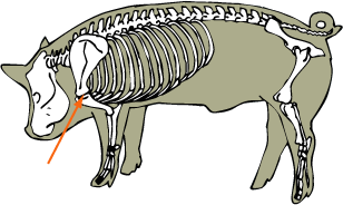 Swine Skeletal - Shoulder Joint