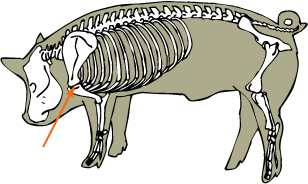 Shoulder Joint