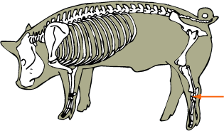 Swine Skeletal - Tarsal Joint