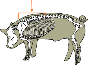 Swine - Thoracic Vertebrae