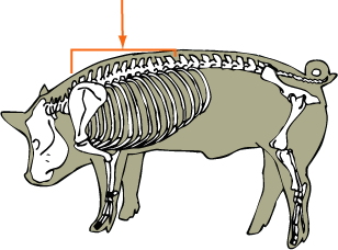 Thoracic Vertebrae
