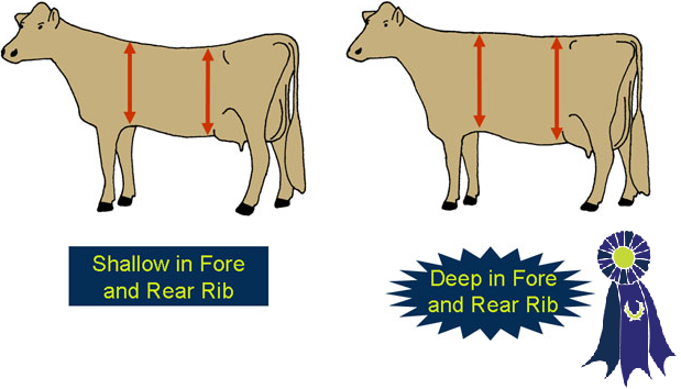 Illustration of rib depth
