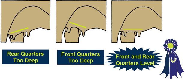 Illustration of udder tilt