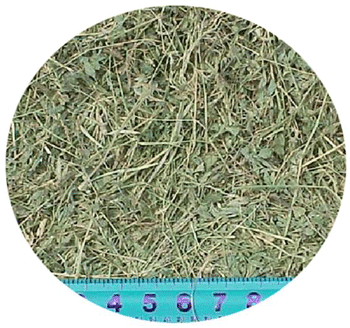 Alfalfa