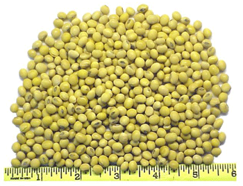 Whole Soybeans