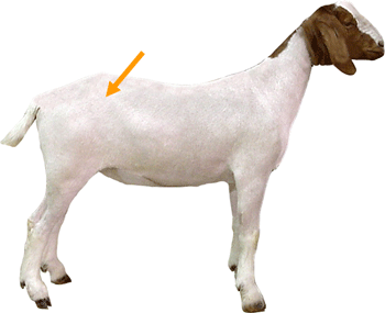 Goat Part Hip