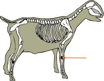 Goat Skeleton Carpal Bones