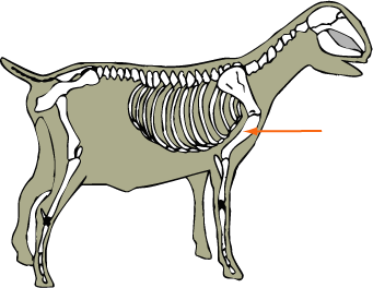 Goat Skeletal Humerus