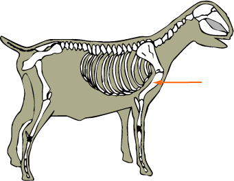 Humerus