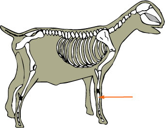 Goat Skeletal Metacarpals
