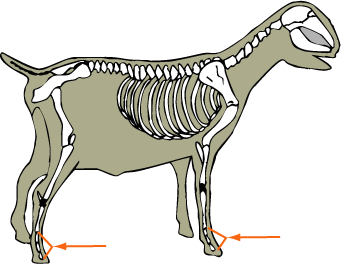 Goat Skeleton Phalanges