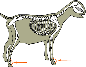 Phalanges