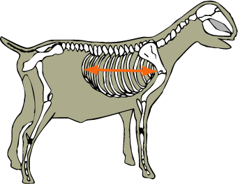 Ribs