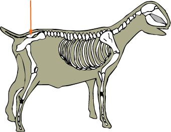 Sacrum