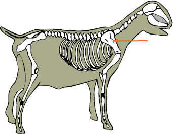 Scapula