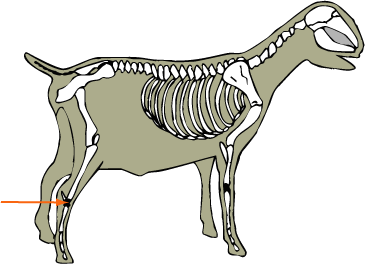 Goat Skeleton Tarsal Bones