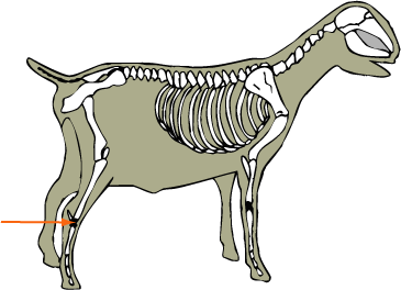 Tarsal Bones