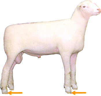 Sheep External Part Foot